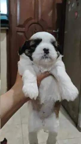 puppies shihtzu non stb pure breed