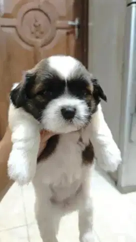 puppies shihtzu non stb pure breed