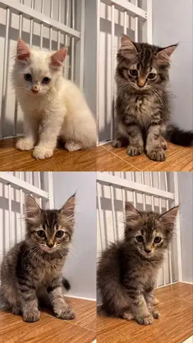 Open Adopt Kitten