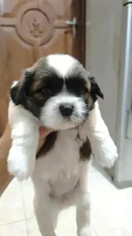 puppies shitzu non stb pure breed