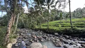 Tanah cocok untuk villa dengan view jungle , sungai dan sawah