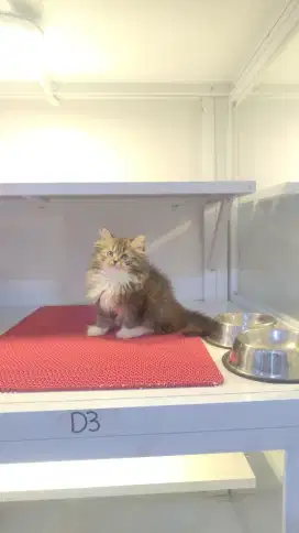 Kucing kitten norwegian forest male