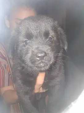 Anak anjing kampung