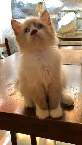 Kucing Ragdoll Betina