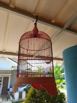 Jual kandang burung mumer