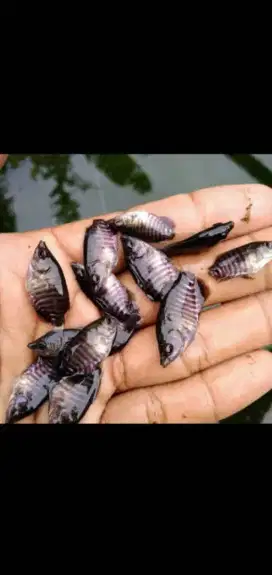 Bibit ikan gurame