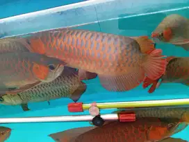 Ikan arwana panjang -+50cm 18ekor+kolam