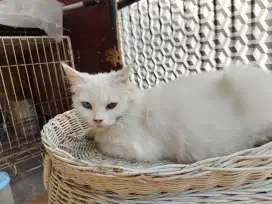 Kucing Persia Betina Odd Eyes