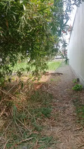 Disewakan tanah pekarangan tepi jl utama imogiri barat sel shoimah,