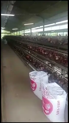 Dijual Peternakan ayam bogor