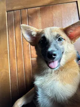 Puppy Brown Jantan