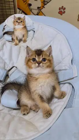 Kitten BSH | Scottish Straight Jantan | Buled tidak monyong