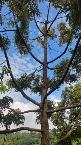 FOR SALE 200-HECTARE LAND IN SUKABUMI FOR MODERN DURIAN PLANTATION