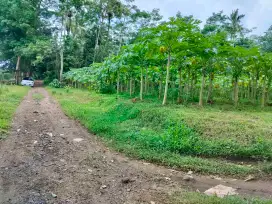 Tanah kebun 915 m2
