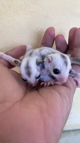 Anakan Sugar Glider