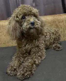 Anjing pudel toys