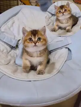 Kitten BSH | Scottish Striaght Jantan Pure Bukan Mix yah indukan Impor