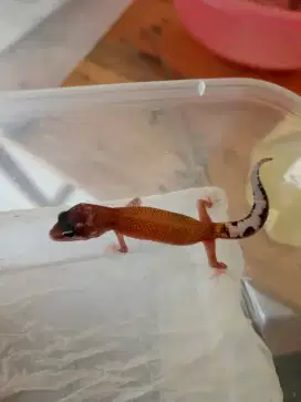 Leopard gecko sejenis reptil