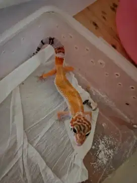 Leopard gecko bertelur
