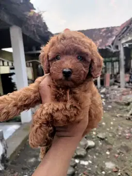 Poodle Super red toy