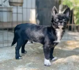 Chihuahua Male Mini Size Stbm,Vaksin Lengkap