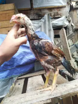 Ayam Mangon aseel