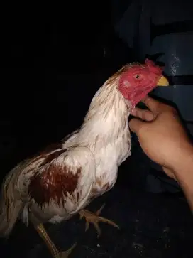 Ayam Bangkok plucker phakoy