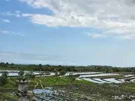 dijual tanah sawah dengan view sawahdan laut di tabanan bali