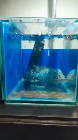 Louhan kamfa f2