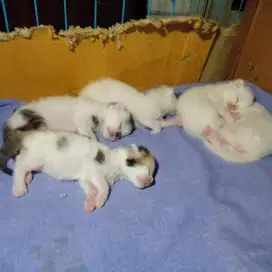 Jual open kitten persia flatnose bigbon bulu kapas
