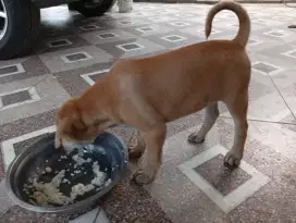 Puppies jantan jinak
