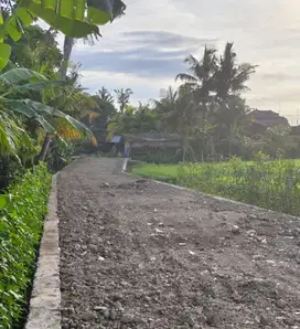 Tanah Pasut Kerambitan Tabanan