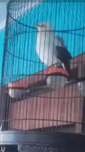 Jalak suren jantan harian brisik bodi big burung mapan 2 x mabung