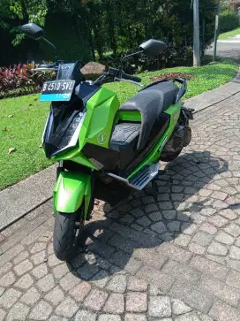 Alva cervo 2023