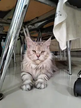 Kucing mainecoon mainecon PED