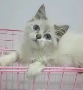 Kucing persia himalaya