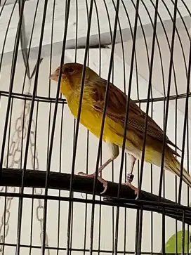 Kenari gacoran warna hijau