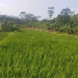 Di jual Tanah Sawah dan Kebun 9.318 m² (Langsung dengan Pemilik)
