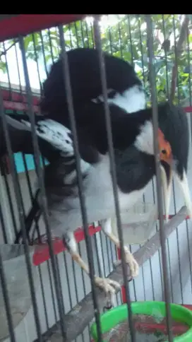 Jalak suren bisa ngomong kopi dan sudah mompa brung sudah jadi