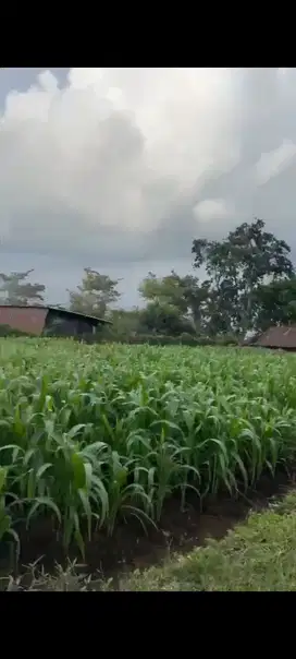 TANAH LOKASI ABDUL GANI KOTA BATU