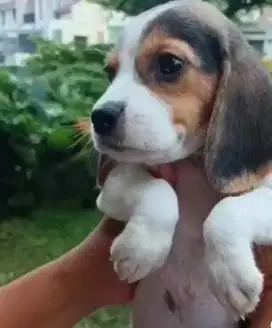 Beagle stambum vaksin
