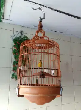 Mozambik gacor cor