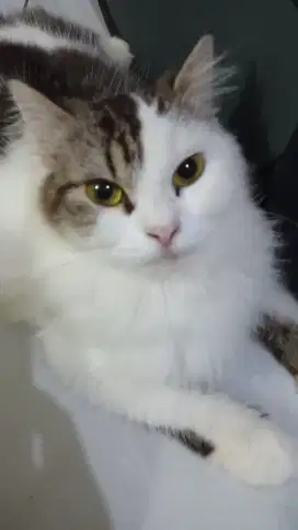 Jual kucing persia mix