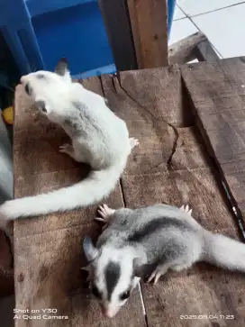 Joey sugar glider platmoz dan Mozaik ringtail