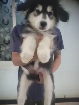 Alaska malamute umur 2blnan
