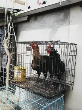Ayam pelung betina