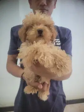 Anjing poodle puppy