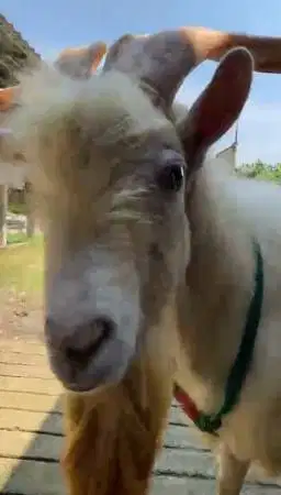 kambing gunung ras saanen ori FB 3 tahunan putih bersih ganteng manteb