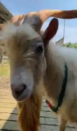 kambing gunung jantan 3 tahunan ras saanen FB ganteng hiasan perahan