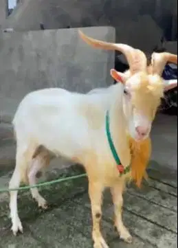 kambing gunung jantan 3 tahunan ras saanen FB hiasan dan pemacek puas